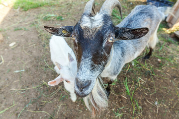 Cute goat relaxing in ranch farm in summer day. Domestic goats grazing in pasture and chewing, countryside background. Goat in natural eco farm growing to give milk and cheese.