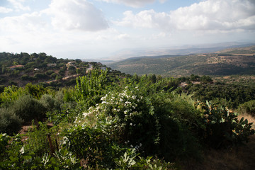 Fototapeta na wymiar view of the vineyard