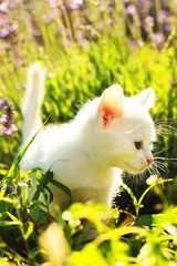 White kitten in the grass. Summer cat on the street