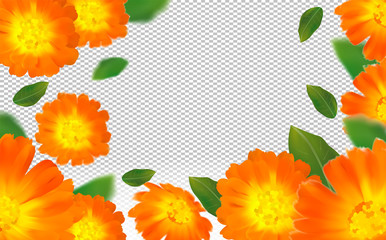 3d realistic calendula on transparent background. Flower marigold close up. Falling calendula flower from different angles. Flying calendula with green leaf. Medicine calendula. Vector illustration.