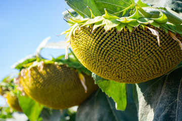 heads of sunflowers in the field during ripening