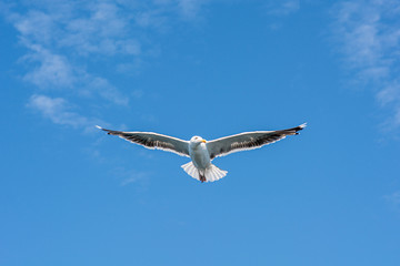 Closeup picture of a flying seagull. Clear blue sky with a few patches of clouds in the background