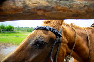 Closeup of a horse head with detail on the eye. Harnessed horse being lead - close up details. A...