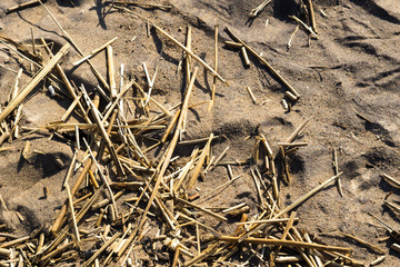 Sea sand with dry grass on the beach. Top view. Copy space. Natural neutral background.