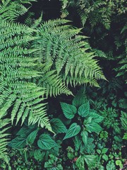 green fern leaves in the forest close up © Дина Смолкина