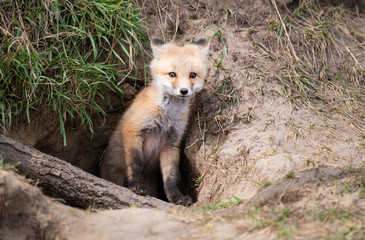 Red fox kit in the wild