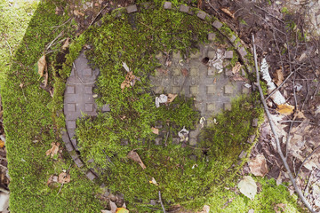 Moss Covered Sewer Grate