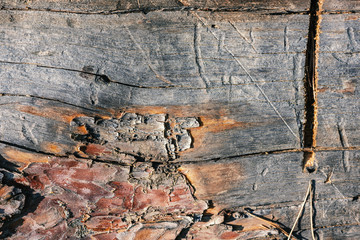 Texture of an old pine tree trunk with saw marks and bark