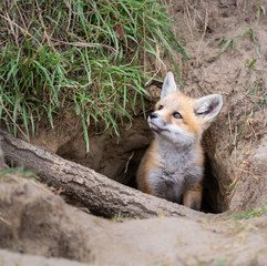 Red fox kit in the wild