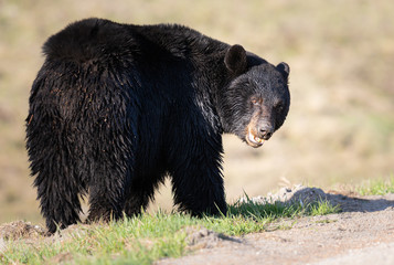 Black bear in the wild