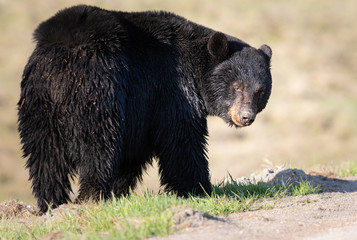 Black bear in the wild