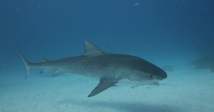 Tigershark swims above the sand in blue and clear 
water
