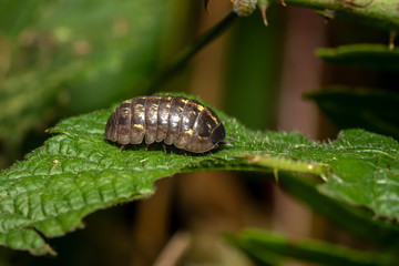 Woodlouse, woodlice, wood louse, sow bug, close up, macro, louse, insect, species, grey, crustacean, nature, animal, wildlife, bug, beetle, antenna, isolated, plant, pest, hedgerow, bee, flower, leaf,