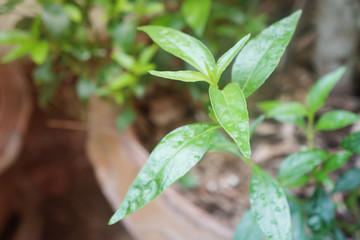 Andrographis paniculata, Thai herbs King of Bitter herbs. Kariyat