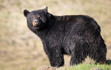 Black bear in the wild - 373733656