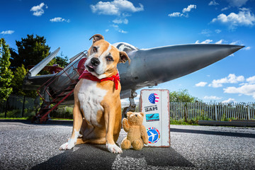 Dog With A Plane