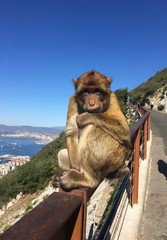 Cute monkey in Gibraltar