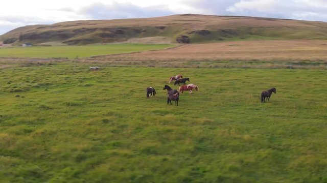 Aerial images of typical Icelandic horses on green meadows and mountains in the background.