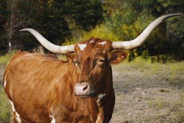 Texas longhorn cow portrait on farm with fall color background of field.