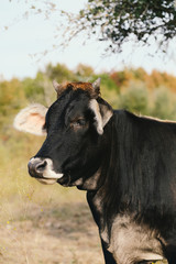 Black beef calf portrait close up.