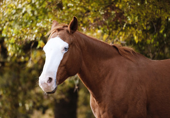 Bald face mare horse with blue eye and autumn color background of trees.