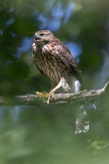 juvenile cooper's hawk
