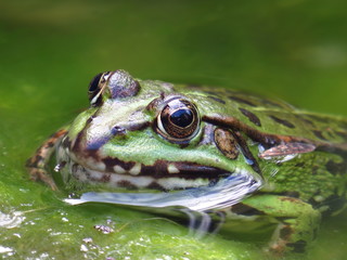Frosch kühlt sich im Gartenteich ab