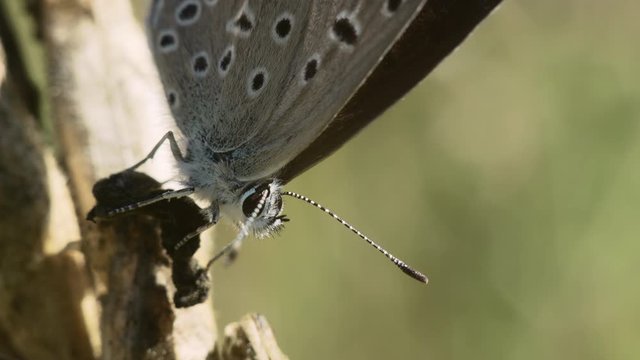 Macro shot of a butterfly Lycaenidae (Zizula hylax) sitting on a dry plant stem.
