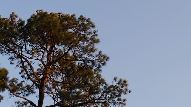 Chimango caracaras (Milvago chimangos) fly above a grove at sunset on a windy day at dusk in rural Santa Fe, Argentina.