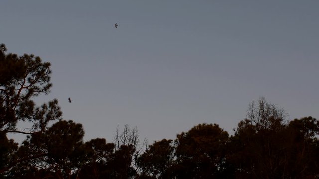 Chimango caracaras (Milvago chimangos) fly above a grove at sunset on a windy day at dusk in rural Santa Fe, Argentina.
