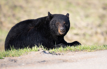 Black bear in the wild