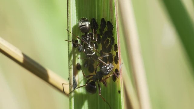 Macro shot of black garden ants on a green blade of grass guarding the aphids and collecting the honeydew they produce.