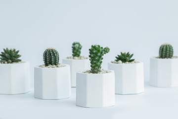 Collection of cactus or succulent plants different in pots, over white background.