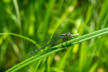 Azure Damselfly, Coenagrion puella a common flying blue female insect species similar to dragonfly resting on a grass reed stock photo image