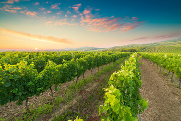 Chianti vineyard landscape in Tuscany, Italy field