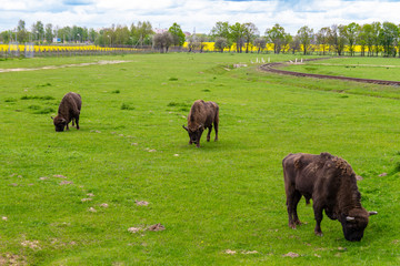 bison in the meadow