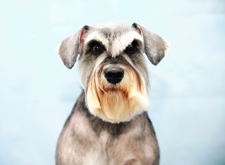 dog Schnauzer head close up after grooming procedure