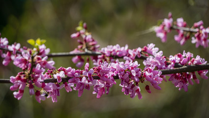Eastern Redbud, or Eastern Redbud Cercis canadensis purple spring blossom in sunny day. Close-up of Judas tree pink flowers. Selective focus. Nature concept for design. Place for your text