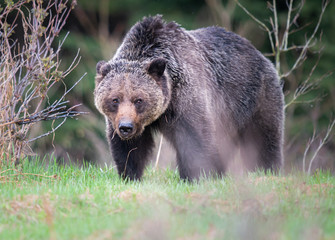 Obraz na płótnie Canvas Grizzly bear in the wild