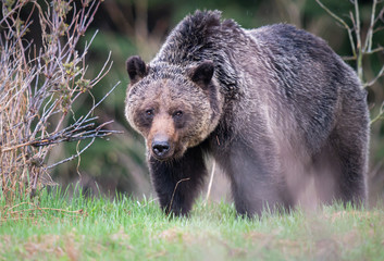 Fototapeta na wymiar Grizzly bear in the wild