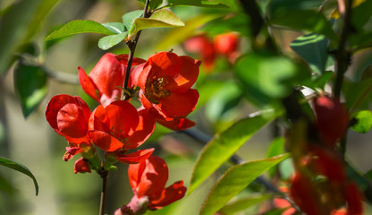 Close-up of bright flowering Japanese quince or Chaenomeles japonica. A lot of red flowers cover  branches on blurred garden. Spring sunny day. Selective focus. Interesting nature concept for design.