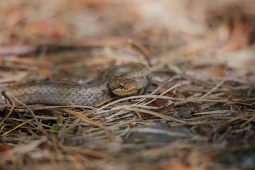 The smooth snake (Coronella austriaca) is a species of non-venomous snake in the family Colubridae. The species is found in northern and central Europe