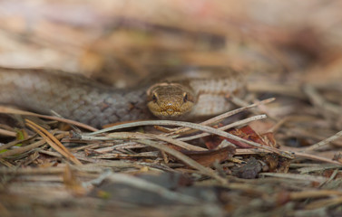 The smooth snake (Coronella austriaca)is a species of non-venomous snake in the family Colubridae. The species is found in northern and central Europe