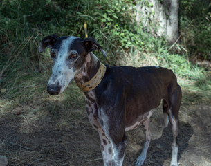 Obraz na płótnie Canvas perro galgo de color negro con manchas blancas y collar amarillo en el bosque