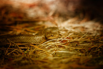 The smooth snake (Coronella austriaca) is a species of non-venomous snake in the family Colubridae. The species is found in northern and central Europe