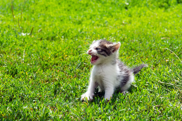 Fototapeta na wymiar little stray kitten playing on the grass