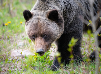 Grizzly bear in the wild