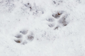 Dog tracks in the snow, animals in winter