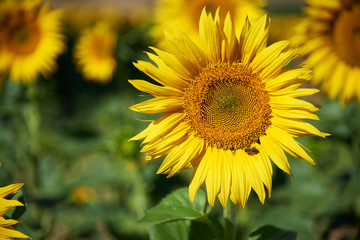 sunflower with bee