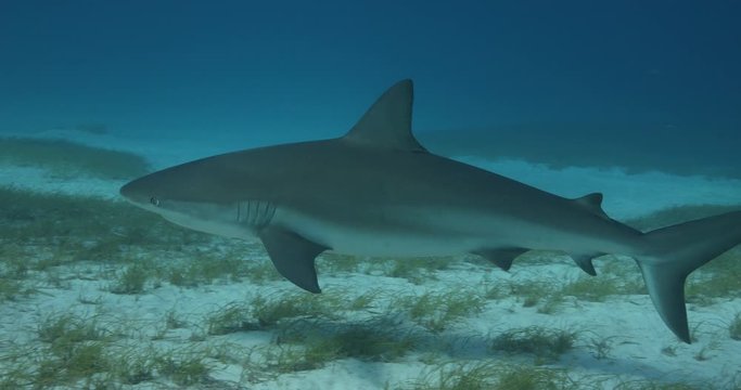 Tigershark swims above the sand in blue and clear 
water
